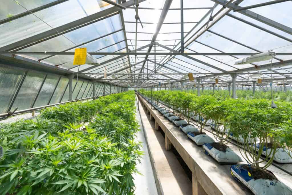 cannabis grown in a greenhouse