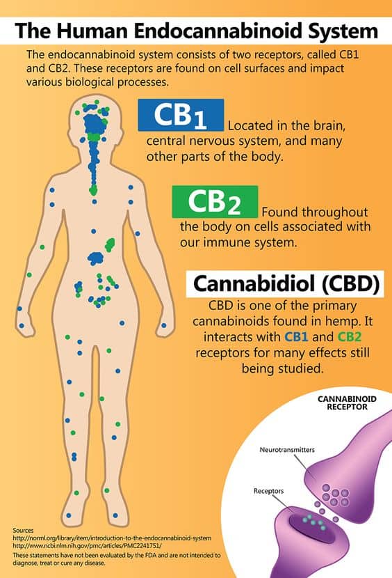 CBD Cannabinoid