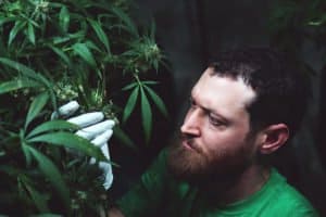 craft cannabis danny