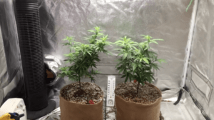 5 Advantages For MMJ Patients To Grow Cannabis organic